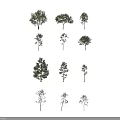 Various Tree Species With Different Crown Shapes And People For Scale Reference 3d model