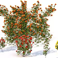 Vibrant Climbing Flowering Plants with Orange Red Yellow Blooms for Garden Decoration