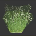 Lush Green Grass with Tiny White Flowers Against Dark Background Showing Reflection