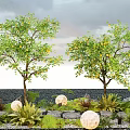 Outdoor Plant Combination Featuring Lemon Trees Green Foliage Stones And White Round Decorative Balls