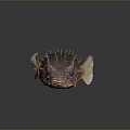 Spiky Brown Striped Porcupine Fish with Large Eyes and Light Fins on Dark Reflective Surface