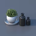 Green Bonsai Potted Plant in White Pot on White Tray with Two Black Bottles