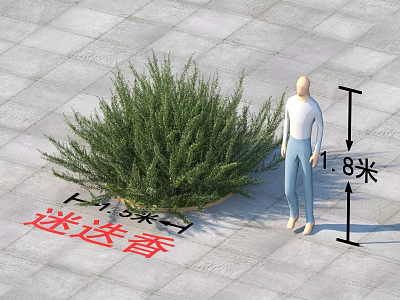 Rosemary Plant With 1.3 Meters Width Next To 1.8 Meters Tall Person In Outdoor Area 3d model