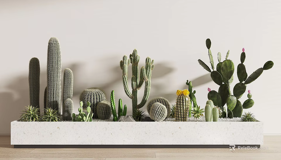 Potted Cacti and Succulents in White Rectangular Planter for Modern Indoor Decor 3d model