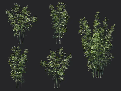 Various Green Bamboo Plants In Different Forms On Black Background 3d model