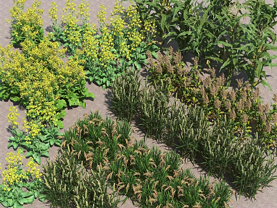 Different Types Of Crops Grown In Farmland 3d model