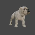 White English Bulldog Standing In Realistic 3D Render With Dark Background