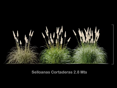 Decorative Ornament Set with Selloanas Cortaderas 2.8 Meters for Home Garden Decor 3d model