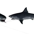 Two Powerful Sharks Facing Each Other With Open Mouths And Sharp Teeth
