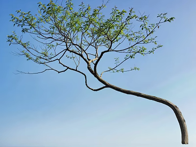 Tall Arbor With Bent Trunk And Green Leaves Against Blue Sky 3d model