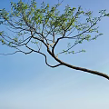 Tall Arbor With Bent Trunk And Green Leaves Against Blue Sky