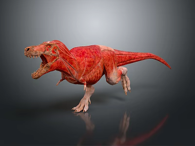 Red Tyrannosaurus Rex 3D Model With Anatomical Details Open Mouth And Sharp Teeth 3d model