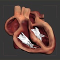 Heart Heart Model Human Heart Heart Anatomy 3d model