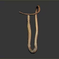 Brown And Orange Curved Snake With Dark Background And Smooth Form