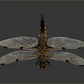 Detailed Dragonfly With Transparent Wings And Yellow Black Body In Flight