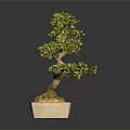 Bonsai Plant with Green Leaves in Square Ceramic Pot as Indoor Decorative Small Tree