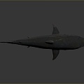 shark great white shark whale shark hammerhead shark tiger head shark man-eating shark blue shark coral red coral white coral 3d model