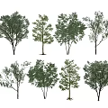 Various Arbor Trees Displaying Diverse Foliage Shapes and Growth Patterns 3d model