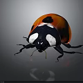 Red Ladybug With Black Spots And Black Head Legs On Gray Background With Reflection 3d model