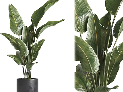 Large Green Leafy Tropical Plant in Black Cylindrical Vase for Indoor Decoration 3d model