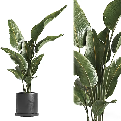 Large Green Leafy Tropical Plant in Black Cylindrical Vase for Indoor Decoration 3d model