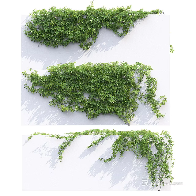 Climbing Green Vines Growing On White Wall With Lush Foliage And Natural Texture 3d model 