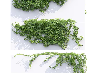 Climbing Green Vines Growing On White Wall With Lush Foliage And Natural Texture 3d model