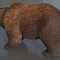 Brown Bear Wearing Collar Standing On Gray Surface In Studio