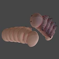 Two Pink Detailed Segmented Biological Larvae 3D Rendered On Gray Background 3d model