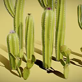 Various Cacti Plants Including Tall Columnar And Small Round Types With Pink Flowers