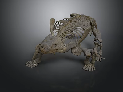 Ancient Turtle Reptile Fossil Skeleton Featuring Complete Shell And Limb Bones 3d model