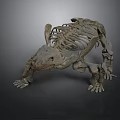 Ancient Turtle Reptile Fossil Skeleton Featuring Complete Shell And Limb Bones