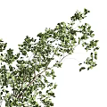 Beautiful Bonsai Plant with Lush Green Leaves Multi Branched Trunk in White Ceramic Pot