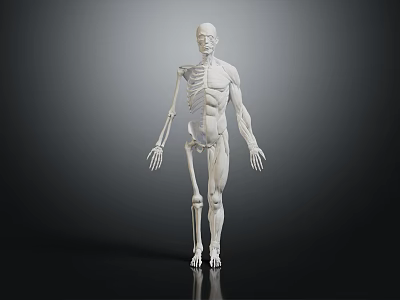 Human Limbs Organs Anatomical Model Displaying Detailed Muscle And Skeletal Structure 3d model