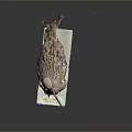 Flying Animal Bird Taxidermy Specimen With Long Beak Standing On White Base