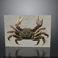Detailed Red Clawed Crab with Brown Shell on White Display Board