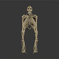 Medical Device Realistic Skeleton Model For Anatomical Study And Veterinary Training 3d model