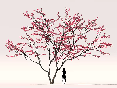 Elegant Cherry Blossom Tree With Pink Flowers And Person Silhouette Against Gray Sky 3d model