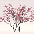 Elegant Cherry Blossom Tree With Pink Flowers And Person Silhouette Against Gray Sky