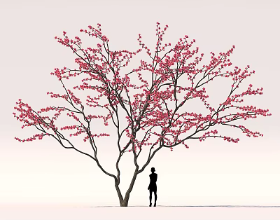 Elegant Cherry Blossom Tree With Pink Flowers And Person Silhouette Against Gray Sky 3d model