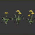 Yellow Flowering Dandelion Plants With Green Stems Leaves And Reflections On Gray Background