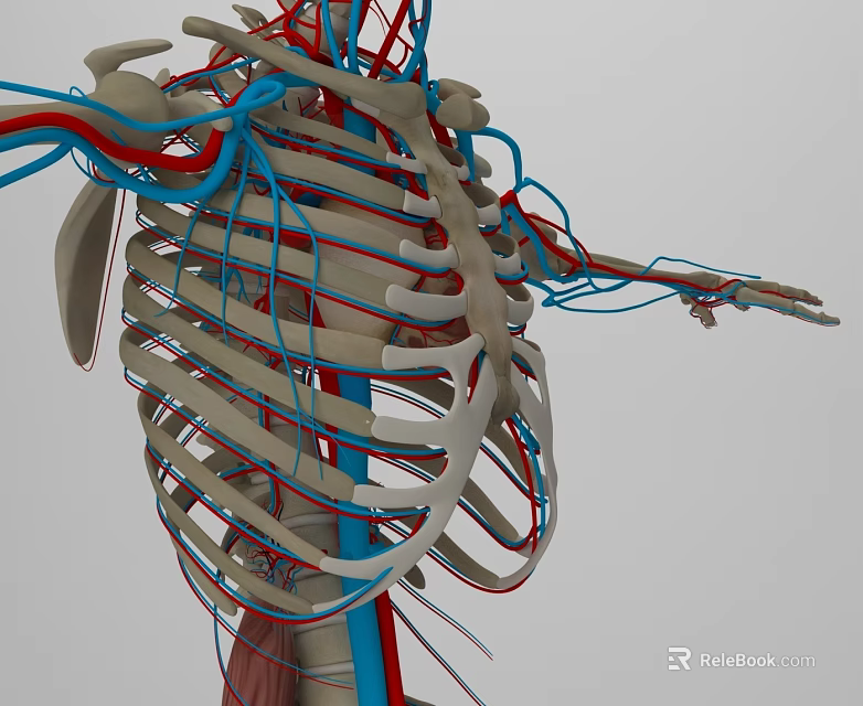 3D Medical Anatomical Thoracic Skeleton Model With Vascular System Arteries And Veins 3d model 