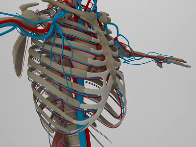 Modern Human Organs 3d model