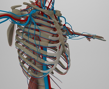 Modern Human Organs 3d model