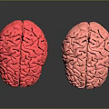 Two Pink Brain Models on Black Surface With Clear Reflections 3d model