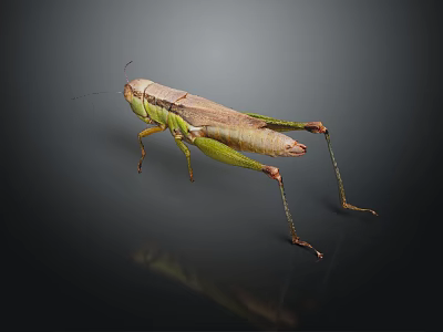 Green and Brown Grasshopper Standing Isolated on Dark Background with Long Legs and Antennae 3d model