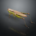 Green and Brown Grasshopper Standing Isolated on Dark Background with Long Legs and Antennae
