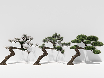 Chinese pine plant arbor 3d model