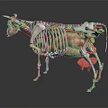 Medical Device 3D Cow Anatomy Model With Skeleton And Organs For Veterinary Education
