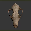 Ancient Animal Skull Fossil With Visible Teeth And Eye Sockets On Dark Background